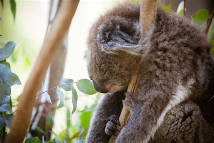 Are Australia's Endangered Koalas, Battling Climate Change and Chlamydia, on the Path to Extinction?