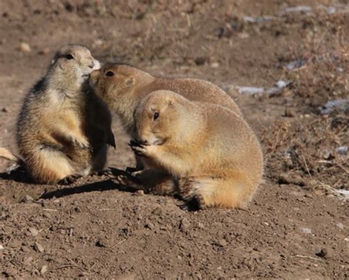 HUTCHINSON, KANSAS: PLEASE DON'T SHOOT THE PRAIRIE DOGS