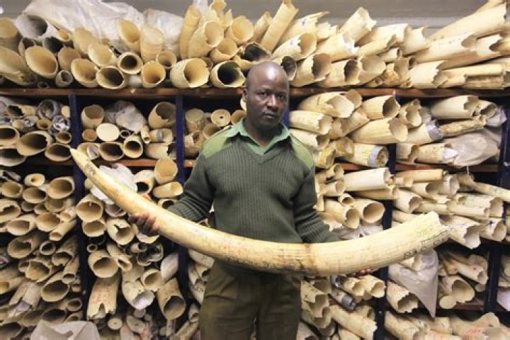Is it legal to sell elephant ivory in the US?