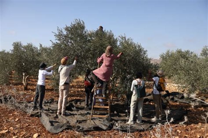 Palestinians, Israeli Settlers Clash over Olive Harvests